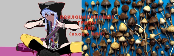 apvp Зерноград